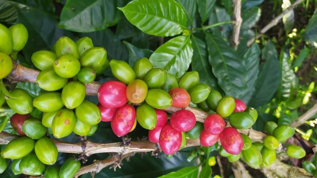 papayo coffee variety