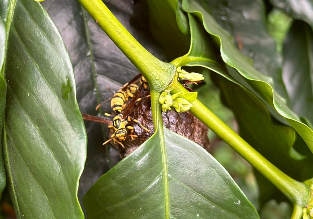 永續發展台灣咖啡|永續發展阿里山咖啡|咖啡課程|SCA永續發展咖啡課程|桑卓咖啡研究學