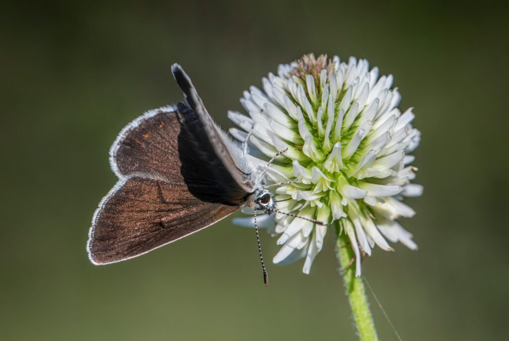 高雄咖啡課程｜ 一週一堂課｜陪伴式SCA國際咖啡烘焙證照課程（入門基礎初級＋中級＋專業高級）烘豆課｜結合 SCA咖啡感官課程 與 SCA CVA