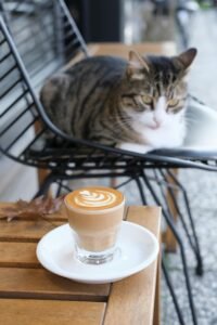 高雄咖啡課程｜咖啡拉花課程、拉花課程、sca義式咖啡拉花師證照課程｜桑卓咖啡研究學院 Alessandro Coffee Academy