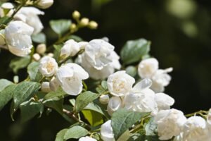 描述風味的技巧：從「好喝」進階到「帶有茉莉花香的酸質」