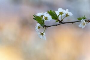 藝妓/甜蜜公主/哥倫比亞/水洗/新品超熱賣