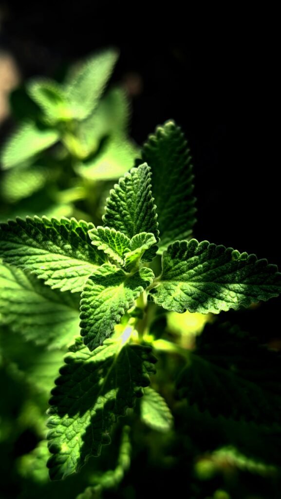 【SCA咖啡感官】為什麼專業差異?零基礎開咖啡館的必修課