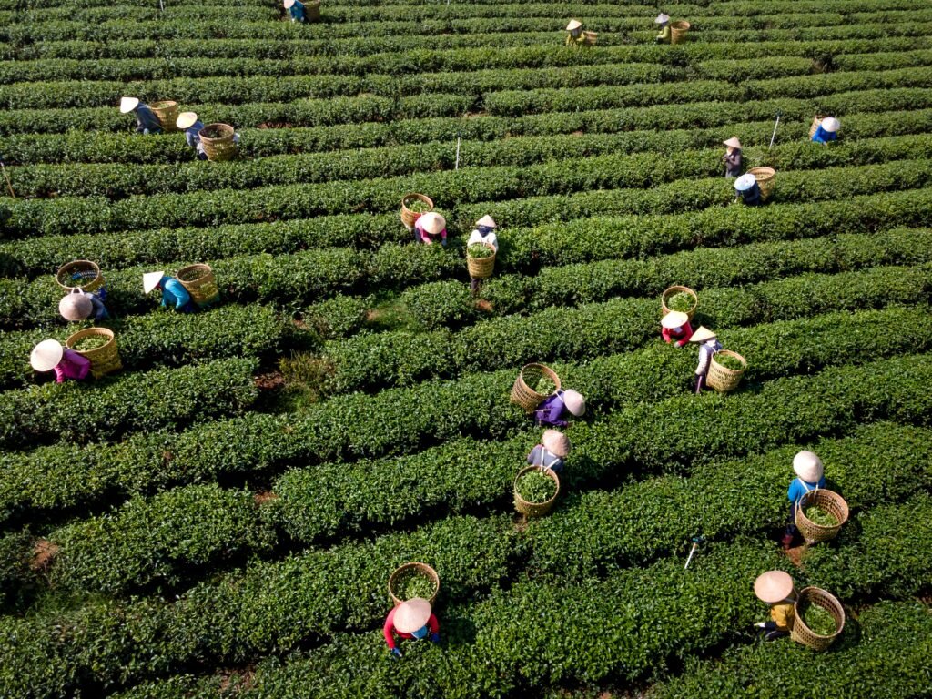 從阿里山茶園到世界級咖啡杯測:桑卓跨界感官體驗。sca感官課程