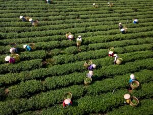 從阿里山茶園到世界級咖啡杯測:桑卓跨界感官體驗。sca感官課程