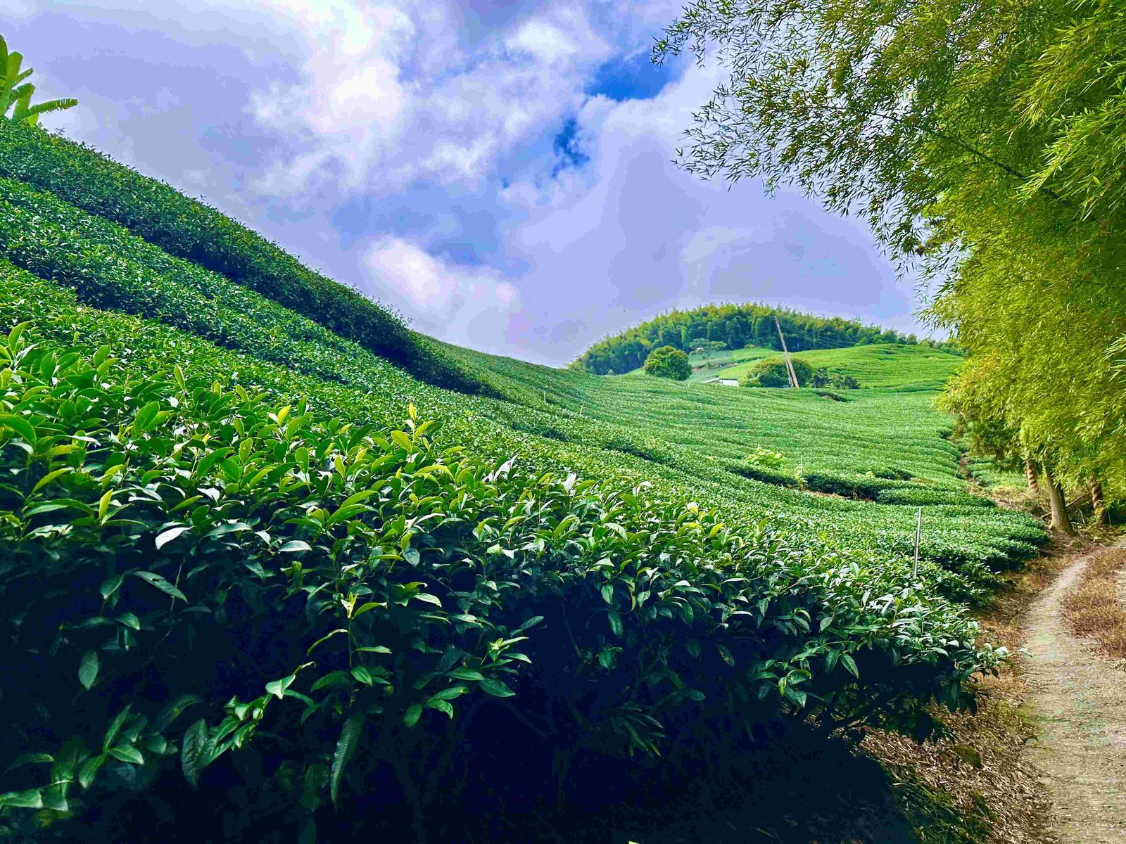 阿里山山巒間的茶園風景