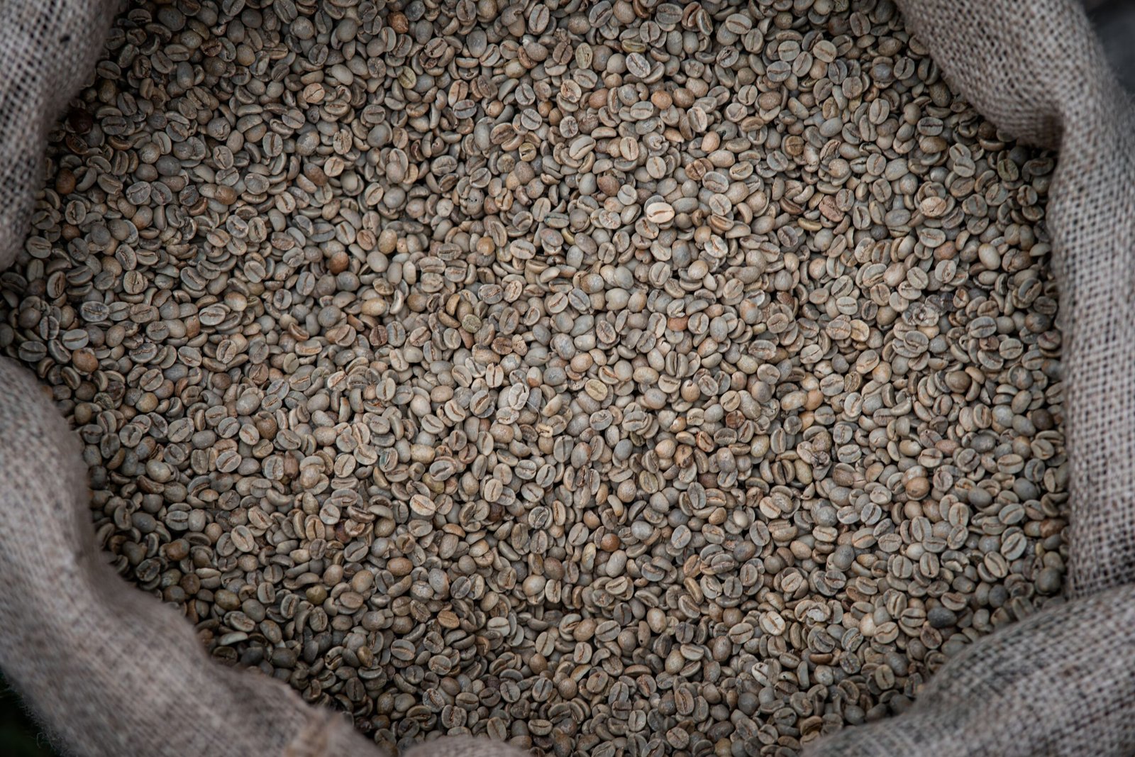 麻布袋內盛裝淺綠色咖啡生豆的近景