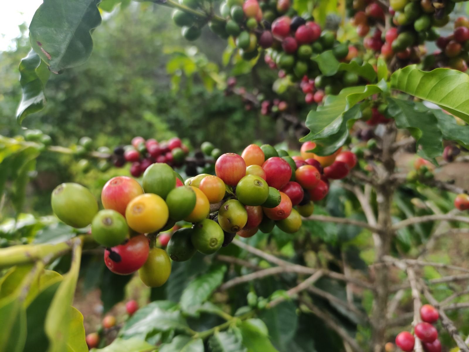 枝條上紅、黃與綠色的咖啡果實及綠葉